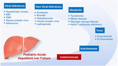 Acute hepatitis of unknown origin in children: A combination of factors